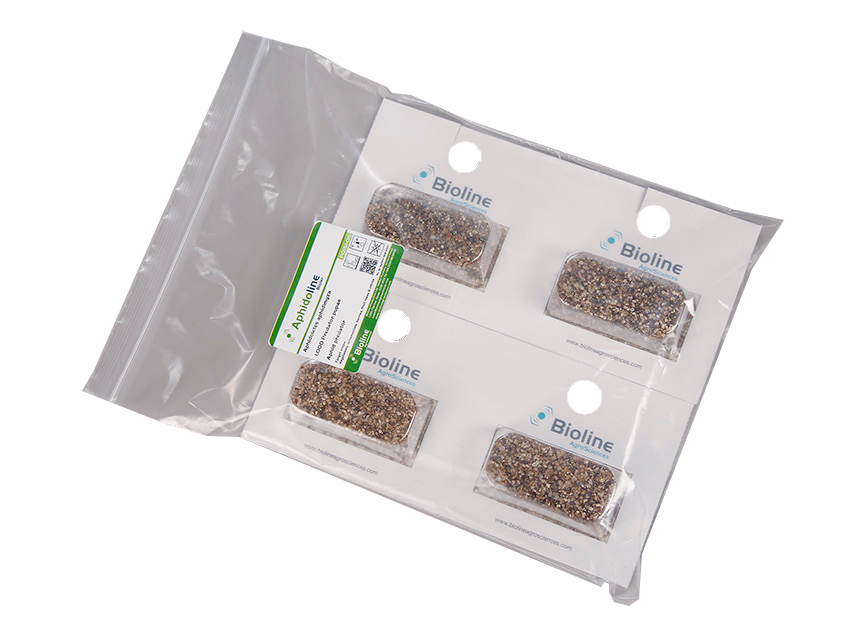Aphidoline a - 4 x 250 Blister Pack - Biological Control